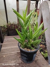 Aloe juvenal tiger - , tooth