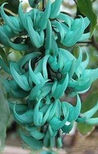 A Young Strongylodon Macrobotrys "JADE VINE "  Plant  (Climber , Vine )