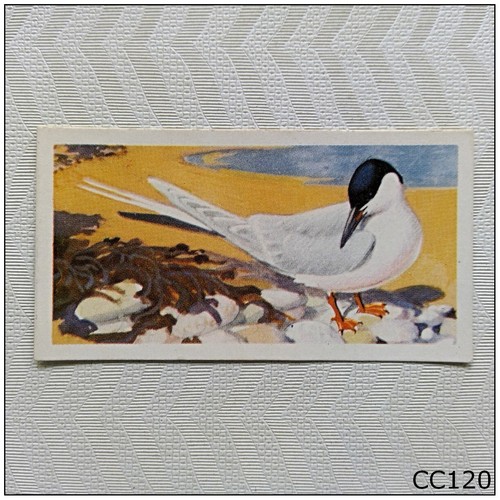 Brooke bond bird - brooke, portraits