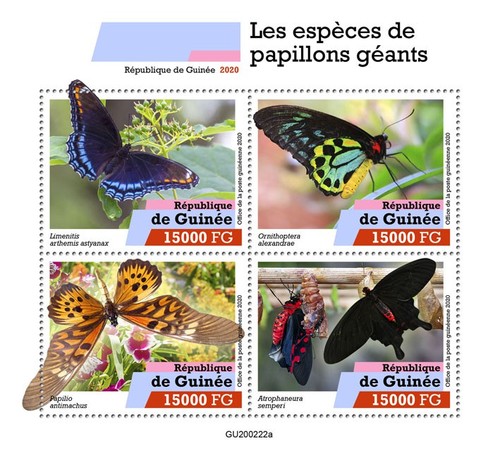 Giant butterfly species