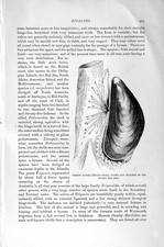 Old Antique Print Natural History 1896 Date-Shells Common Mussel Byssus 19th