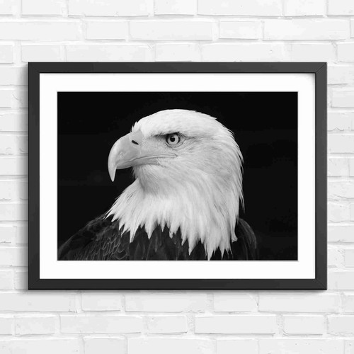 Bold bald eagle portrait - bald,