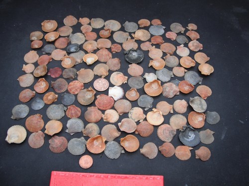 Job lot 100 small - job, of