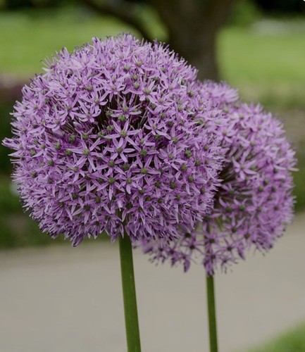 Stunning allium christophii - stunning,