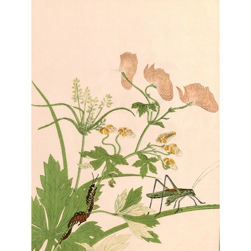 Kitagawa utamaro katydid - utamaro,