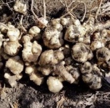 10 JERUSALEM ARTICHOKE TUBERS