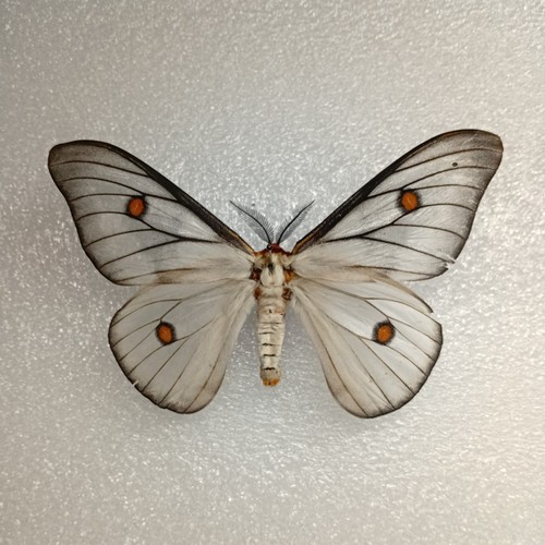 Ghostly silkmoth ceranchia - ghostly,