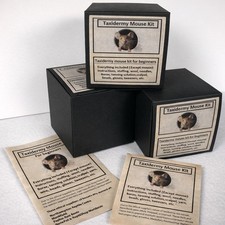 Beginners taxidermy - beginners,