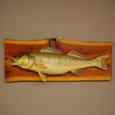Used zander fish - zander, taxidermy