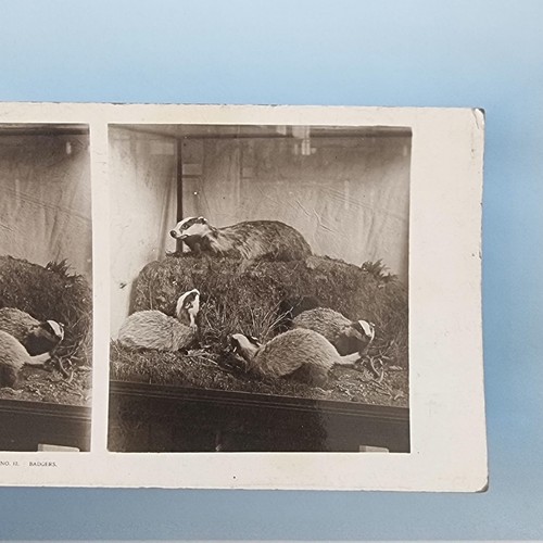 Museum exhibit stereoview - exhibit,