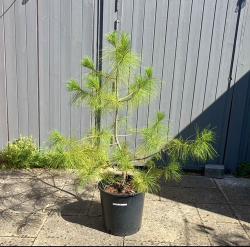 Pinus wallichiana bhutan - wallichiana, (bhutan