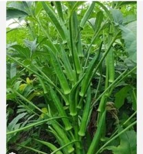 Vegetable - Okra - Clemsons