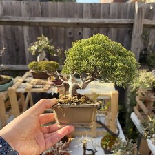 Bonsai Tree Itoigawa Juniper