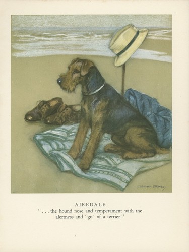 Airedale terrier vintage 1947 - terrier,