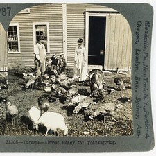 Farmer Family Feeding Turkeys