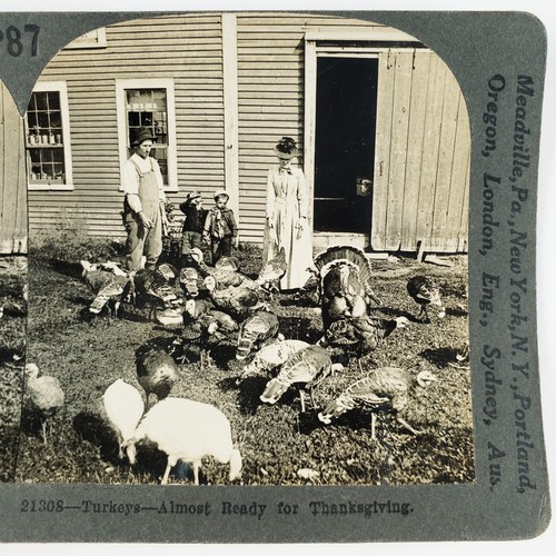 Farmer family feeding turkeys - farmer,