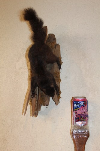 Taxidermy squirrel chipmunk - squirrel,