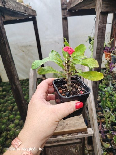 Euphorbia milieu vulcanii - euphorbia,
