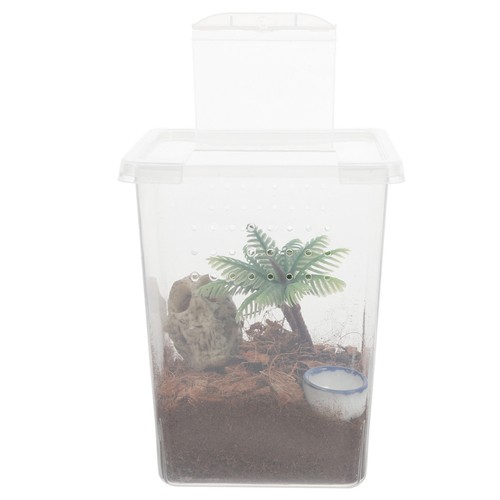 Jumping spider feeding box abs - feeding,