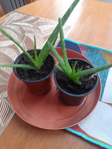 Aloe vera plants - 2, x