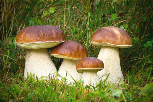 Boletus edulis porcini - boletus,