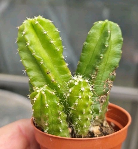 Echinocereus viereckii ssp - viereckii,