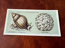 Hignett Bros - Common Objects