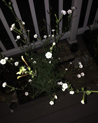 Nicotiana attentuata coyote - attentuata,,