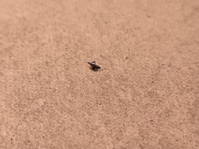 NOS Waltham 6/0 26106 Balance