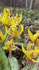 Trout Lily (Erythronium
