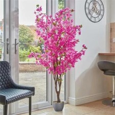 Smart Garden Bougainvillea -