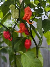 Chilli Seeds Red Primotalii X 10 Genuine Quality- UK Seller - Very Hot 