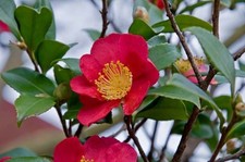 Camellia sasanqua Yuletide  2L