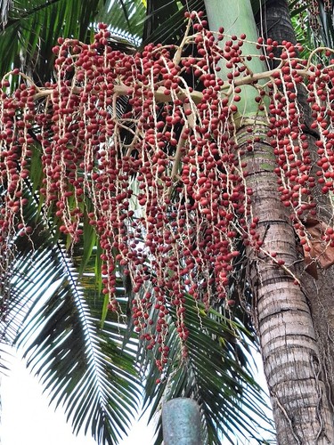 Costa rican bamboo palm - bamboo,