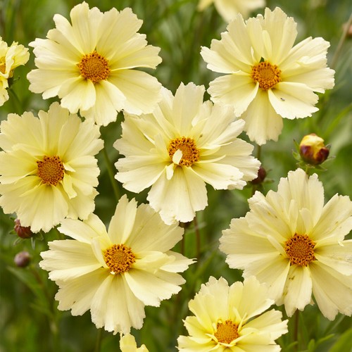 Coreopsis uptick cream - uptick,