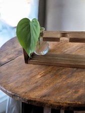 'Heartleaf Philodendron'
