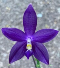 FRAGRANT Phalaenopsis KS Samera ‘Shooting Star’ x violacea ‘Thick’,unique orchid