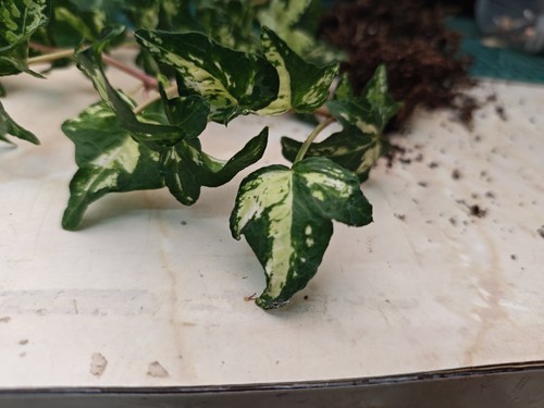 Hedera helix rare - hedera,
