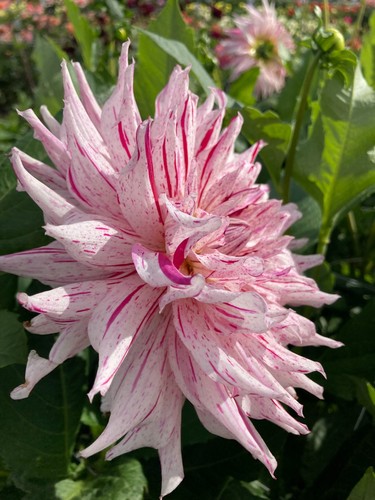 Three dahlia mick s - dahlia, 'mick's