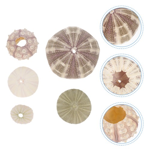 5pcs shell sea urchin - 5pcs,