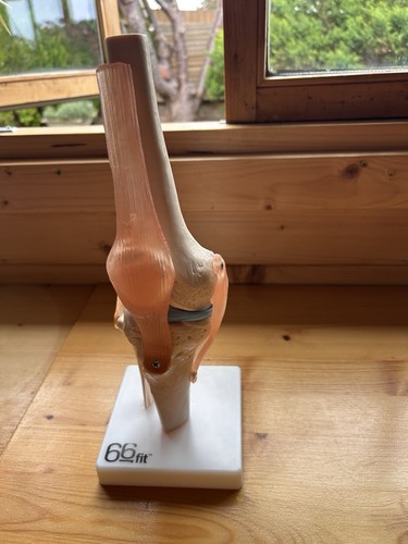 Knee anatomy movable joint - anatomy,