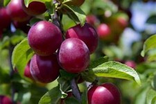 Very Juicy And Delicious / Purple Cherry Plum Tree - 3 Finest Seeds / Uk Seller