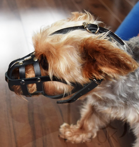 Light leather dog muzzle for - light,