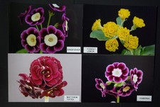 Primula Auriculas Matthew Yates, Kingfisher Forest Lemon and Haberna