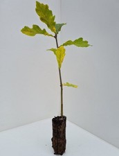 3 Oak Trees - English Oak- Quercus Robur