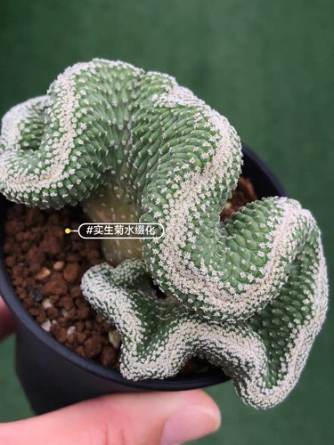 7cm rare live - 8.7cm, plant