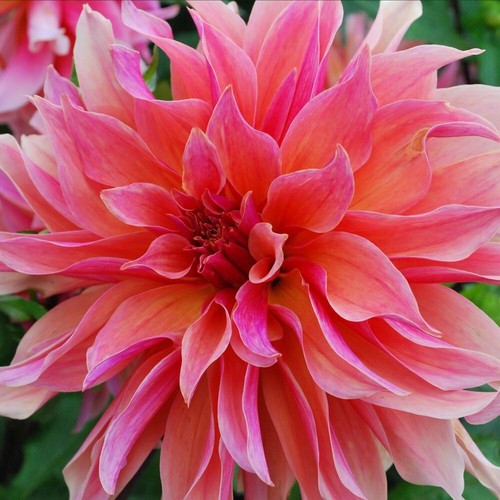 Two dahlia labyrinth - dahlia, 'labyrinth'