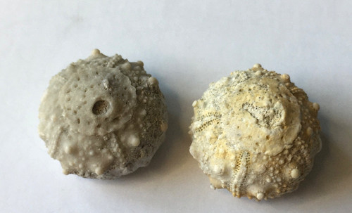 Set fossilized echinoid - fossilized,