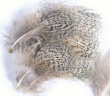 Grey Neck Hackles from English