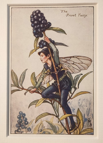 Vintage flower fairies - flower, print